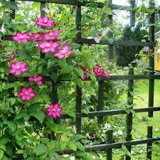 We did not find results for: Clematis Ville De Lyon 2l Fruttii Shop