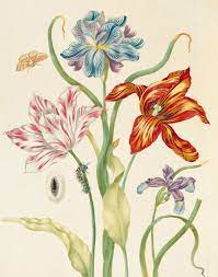 Celebrating The Women Of Botanical Art Botanical Art Vintage Botanical Prints Botanical Illustration