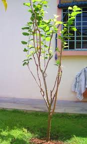 Now sabah snake grass is available in capsule form making it a more convenient supplement to the whole world. Sabah Snake Grass Herbal Cancer Treatment Hubpages