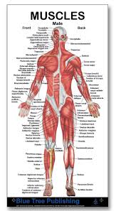 Back workouts , handily, will help fix your posture and get rid of. Amazon Com Muscles Male Mini Poster For Physical Fitness Working Out Muscular System Anatomical Chart Industrial Scientific