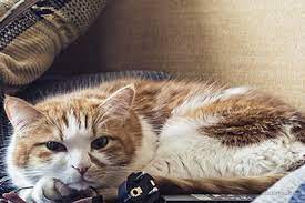 He is currently being treated with methimazole transdermal gel. Prince S Unlikely Liver Mass