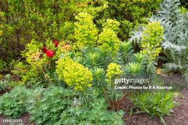 Image result for Euphorbiaceae