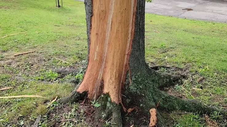 Lightning Leaves Tree With Swirly Spiral Scar