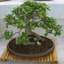 Image result for Ficus craterostoma