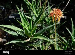 Image result for Aloe cameronii × greatheadii
