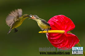 Check spelling or type a new query. Cara Meloloh Kolibri Anakan Agar Tetap Hidup Rumah Kolibri