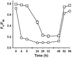 Image result for Loxogramme abyssinica