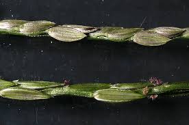 Image result for Digitaria ciliaris