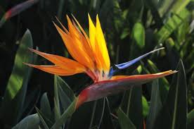 The bird of paradise is poisonous for both cats and dogs. Bird Of Paradise Plant Lovetoknow