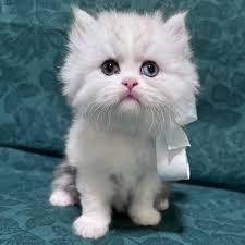 Name suggestions for persian cat?