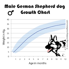 German Shepherd Growth Chart Pictures Best Picture Of