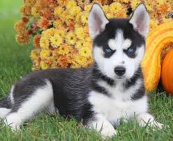 Forever husky (shelter #1121990) x. Gerberian Shepsky Puppies For Sale Puppy Adoption Keystone Puppies
