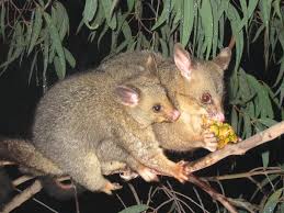 We would like to show you a description here but the site won't allow us. How To Control Possums In Melbourne Leaf Root Fruit Gardening Services