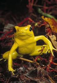 Black And Yellow Dart Frog Yellow Frog Poison Dart Frogs Dart Frog Poison Frog