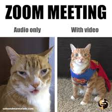 Learn how to take care of cats, from everyda. Cole Marmalade Zoom Meetings If You Were A Cat Facebook