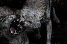 Fearsome Wolf Fight Wolves Fighting Animals Wildlife Animals