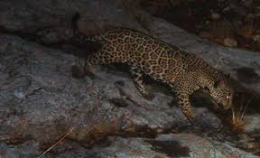 Los pobladores también pueden amenazar su vida cuando los jaguares deciden alimentarse de ganado u otras. Cient Ficos Identifican Un Aumento De Recuperaci N De H Bitat Del Jaguar En Nm Az Public News Service