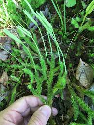 Image result for Lycopodium clavatum