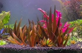 Image result for Xyris parvula