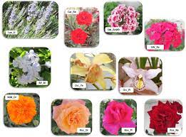 Flavor flavors range from mild onions and leeks to stronger flavor. Evaluation Of Phenolic Compounds And Antioxidant Activity In Some Edible Flowers