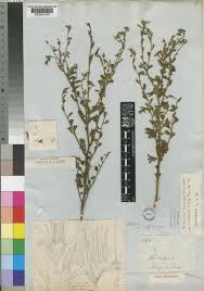 Image result for Hermannia boraginiflora