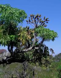 Image result for Cussonia spicata
