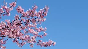 Home » flowers » cherry blossom tree. Japanese Pink Cherry Blossom Sakura Stock Footage Video 100 Royalty Free 1022559952 Shutterstock