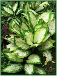 Dieffenbachia Exotica Camilla Succulents Garden Low Light Plants Indoor Plants