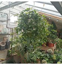 Image result for Rhoicissus digitata