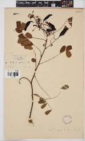 Image result for Dichilus reflexus