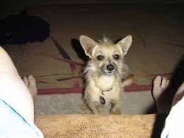 The wiry coat has dense, twisted hairs, similar to the hair on the outside of a coconut. Chiwoxy Chiwoxys Chihuahua X Wire Fox Terrier