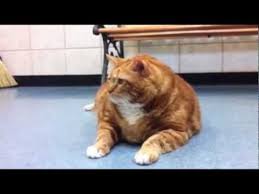 Fat orange cat is grinning. 41 Pound Cat At Texas Shelter Needs Home Youtube