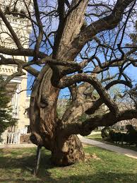 The american tulip tree, also called tulip magnolia or yellow poplar, grows to great size in some situations, topping 150 feet. Where To Find The Most Unusual Trees In D C Dcist