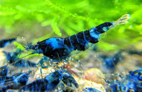 The Best Freshwater Shrimp For Sale | Shrimpy Business