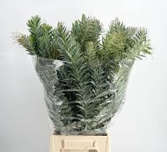 Image result for Acacia decurrens