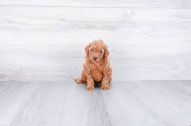 Home raised 1 year health guarantee top quality Cavoodle Puppies For Sale Nc