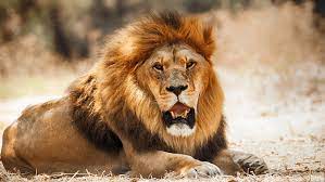 A powerful ide from jetbrains helps you develop in c and c++ on linux, macos and windows. Ai Discovers That Every Lion Has A Unique And Trackable Roar