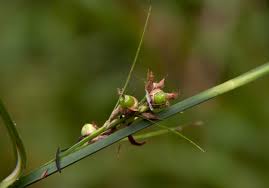 Image result for Scleria racemosa