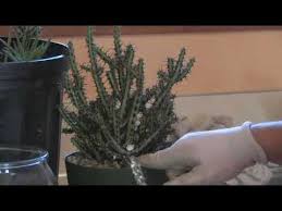 We had quite a few of them in our greenhouse in connecticut which bloomed at the holidays with no effort. How To Fix A Broken Cactus Youtube