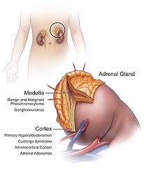 Types Of Adrenal Gland Tumors Facts Information Adrenal Glands Endocrine System Adrenal Glands Adrenals