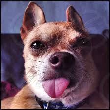Maybe you would like to learn more about one of these? Light Brown Chihuahua By Jose Ruigomez Photo Stock Snapwire