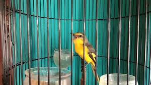Suara burung flamboyan betina memanggil jantan. Burung Flamboyan Jantan Gambar Burung Flamboyan Jantan Dan Betina Gambar Burung Nathanhollifield