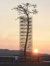 Miracle Pine Japan Ap Photo Kyodo News Nature Tree Beautiful Tree Single Tree