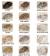 White Syrian Hamster Colors
