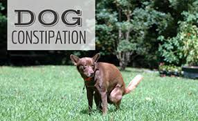 However, it can also be caused by: Dog Constipation Causes Treatment Prevention Caninejournal Com