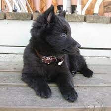 Schipperke Dogs And Puppies For Sale Near Me Schipperke Dog Schipperke Puppies Dog Lovers