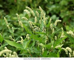 Image result for Persicaria lapathifolia