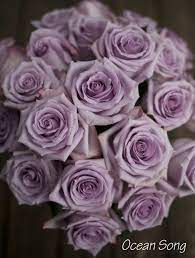 Ocean Song Roses Purple Roses Purple Wedding Flowers Lilac Roses
