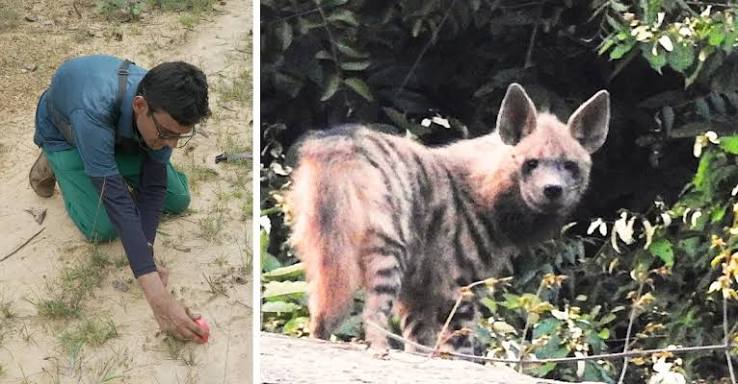 How a Mountaineer Worked With Villagers in Purulia To Protect 18 Striped Hyenas