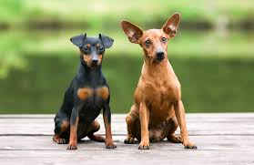 Beide hunde wurden in rumänien auf der straße gefunden, pan kon. Zwergpinscher Steckbrief Charakter Pflege Haltung